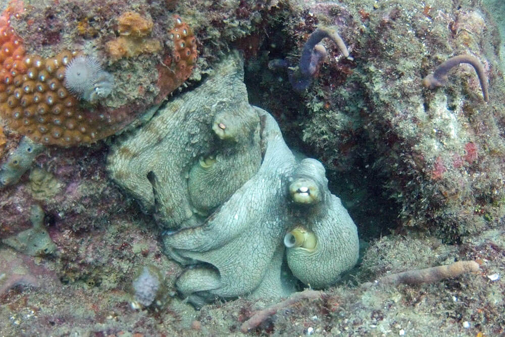 octopuses found at mt irvine's wall dive site