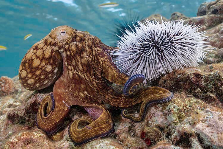 mustique common octopus