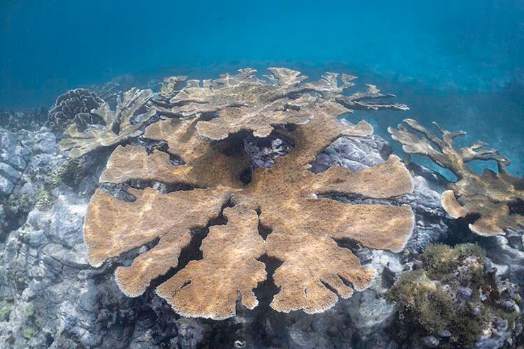 mustique elkhorn coral