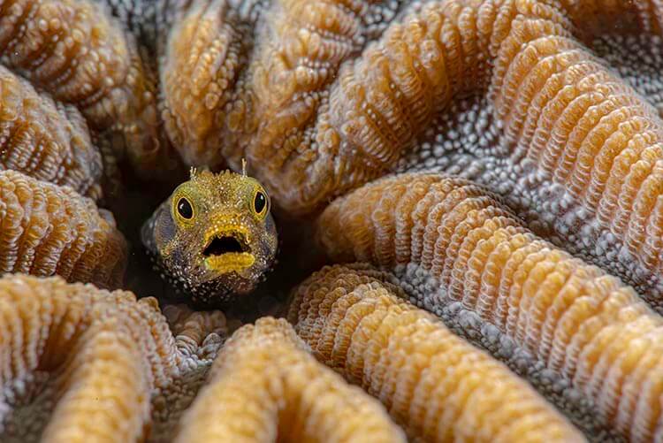 mustique spinyhead blenny