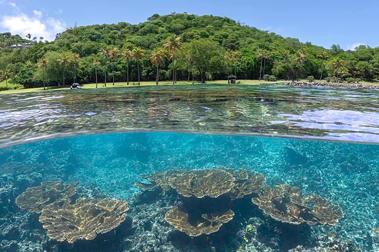 mustique split shot island and restored reef