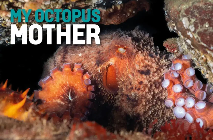My Octopus Mother – a life-changing encounter in the Emerald Sea