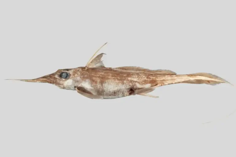 a specimen of the narrow nosed spookfish harriotta avia