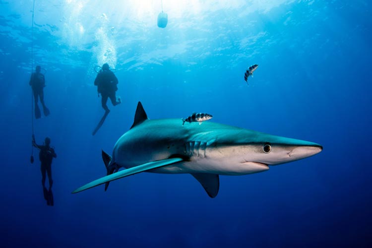 A blue shark with three divers watching it. 