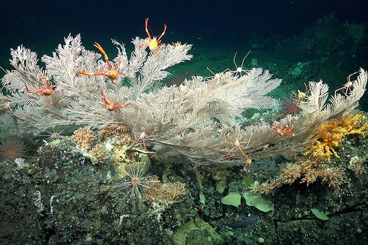 newly discovered deep sea galapagos coral