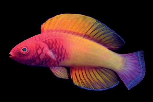 New wrasse identified by Maldivian scientist