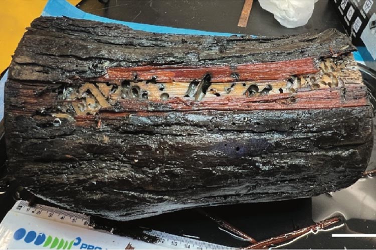 picture of preserved log containing shipworm burrows where a new species of mussel was found