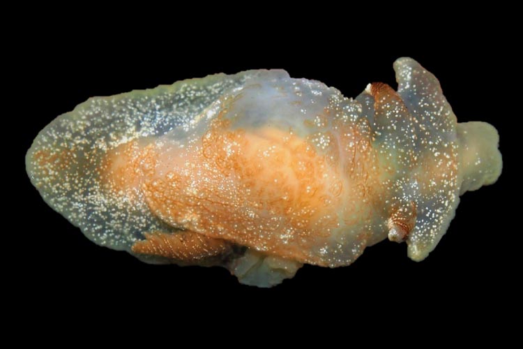 new sea slug Pleurobranchaea britannica