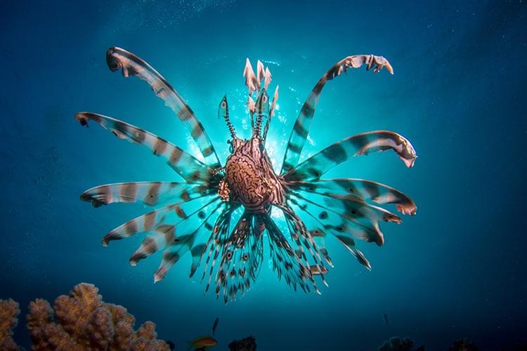 picture of a lionfish with the sunlight behind it