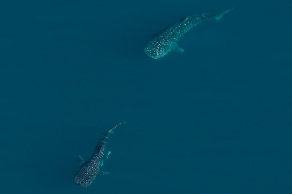 Male whale shark following female