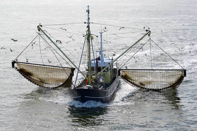 Huge decrease in Dogger Bank bottom trawling after UK ban