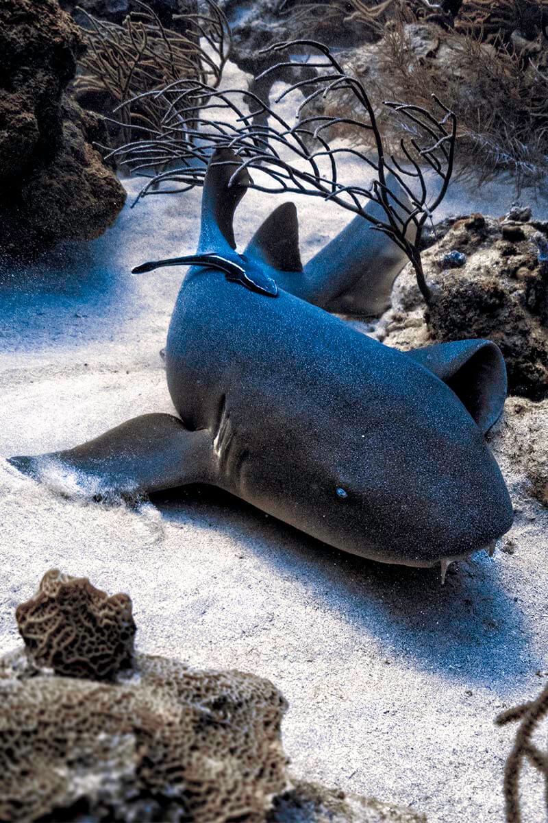 nurse shark on beginner level tobago dive site