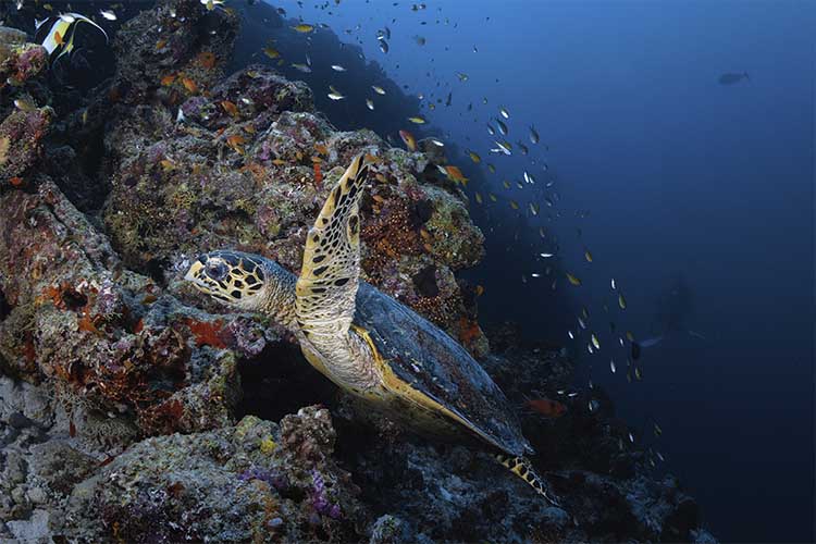 turtle swimming on a reef near oblu helengeli