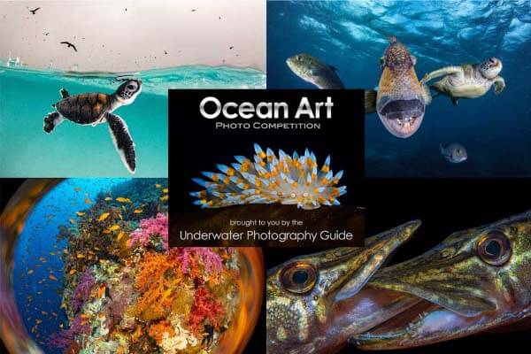 Ocean Art 2021 winners announced