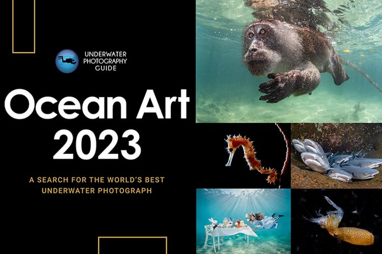 ocean art 2023 featured