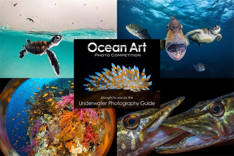 Ocean Art 2023 open for entries