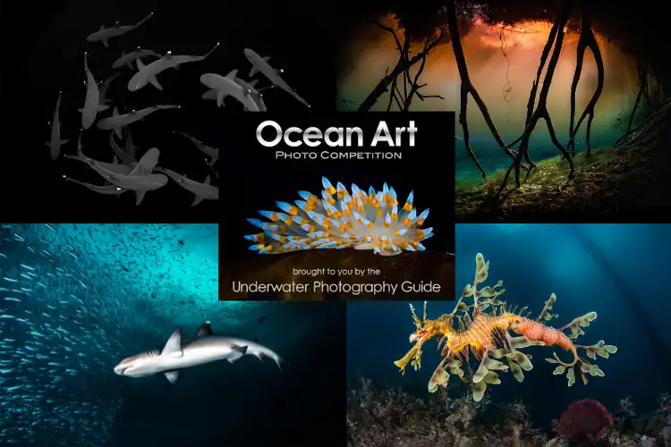 ocean art 2024 award-winning images