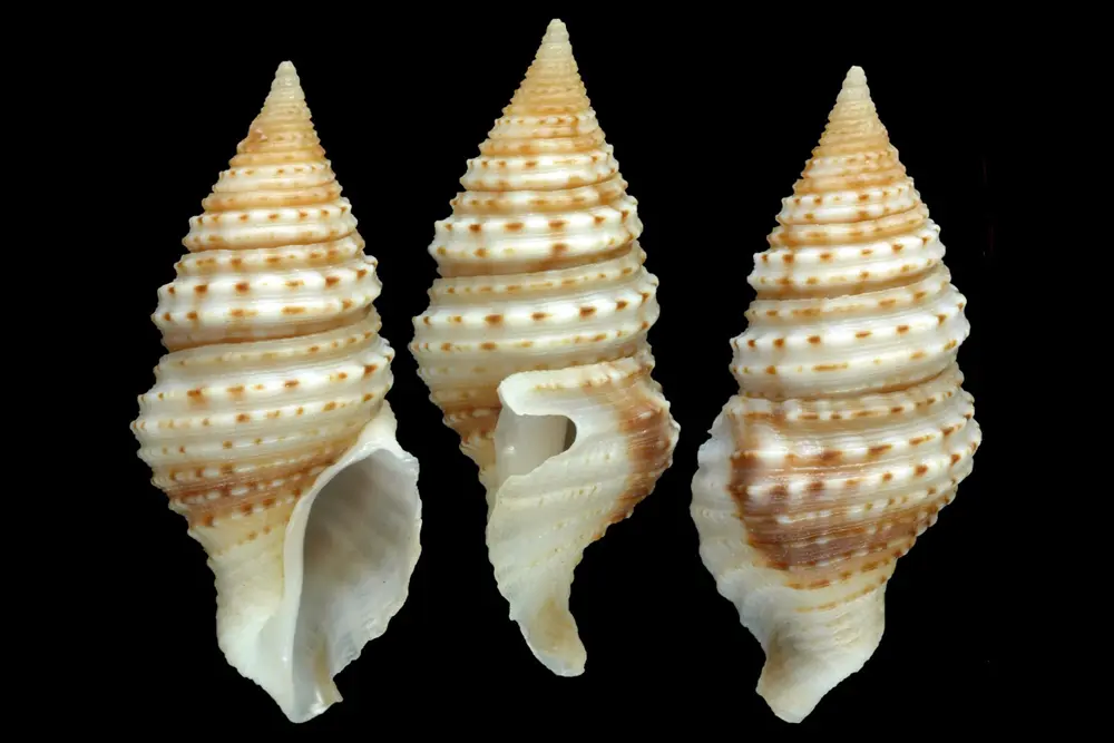 shells from a newly discovered type of sea snail