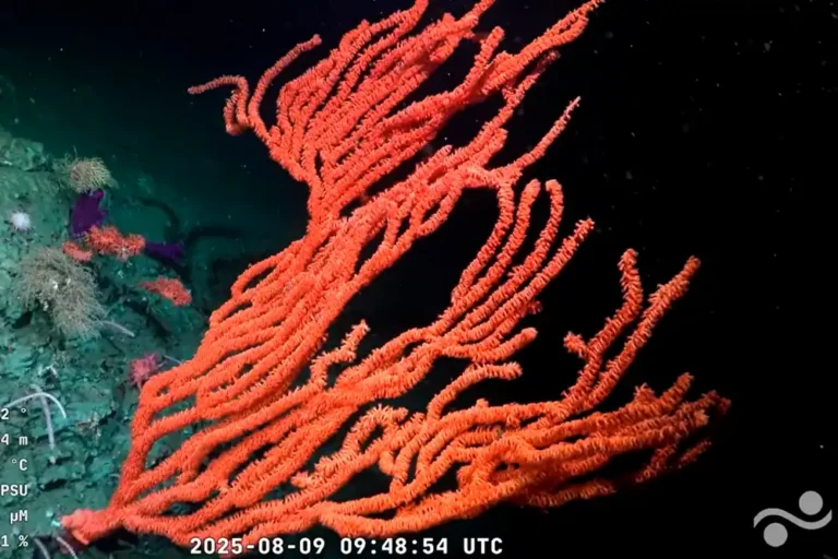 Orange-red octocoral on the seabed in Argentina's Mar del Plata Canyon