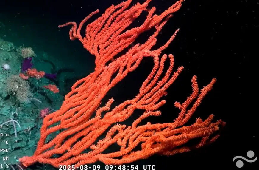 Orange-red octocoral on the seabed in Argentina's Mar del Plata Canyon