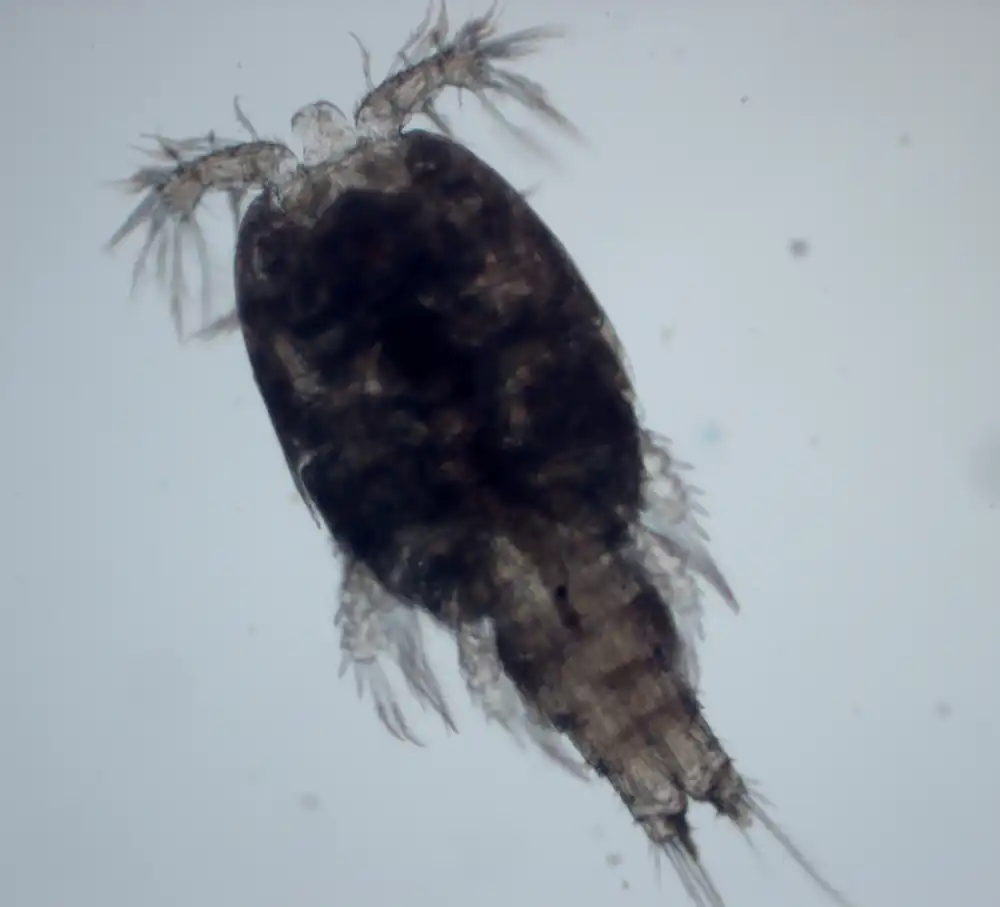 Microscope image of a Pseudotachidius copepod