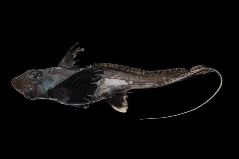 Ocean Census discovers 1,121 marine species in a single year