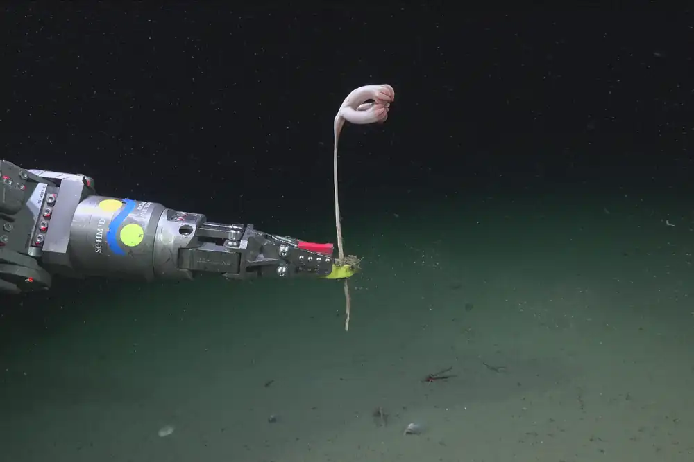 ROV sampling a Pseudumbellula sea pen in Mar del Plata Canyon