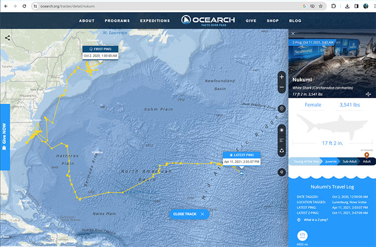 ocearch shark tracker