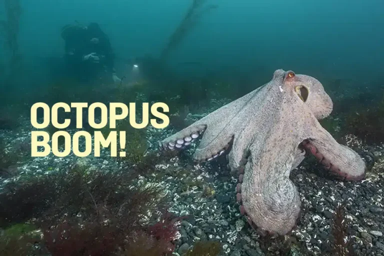 Octopus Boom! The UK octopus bloom of 2025