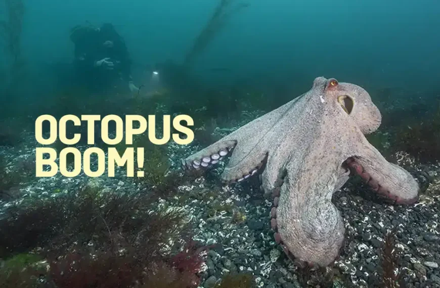 Octopus Boom! The UK octopus bloom of 2025