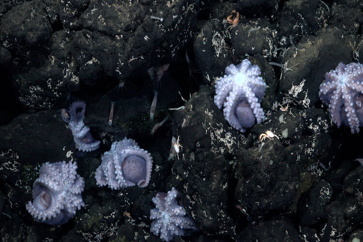 Octopus nursery discovered in recent Costa Rica Octopus Odyssey Expedition