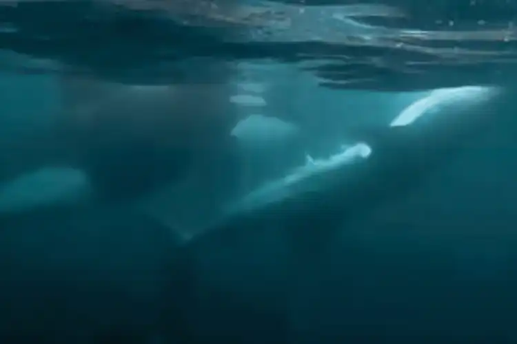 The orcas hunting whale sharks in the Gulf of California