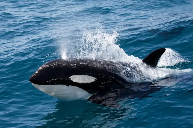 picture of orca breaking the surface close to a boat