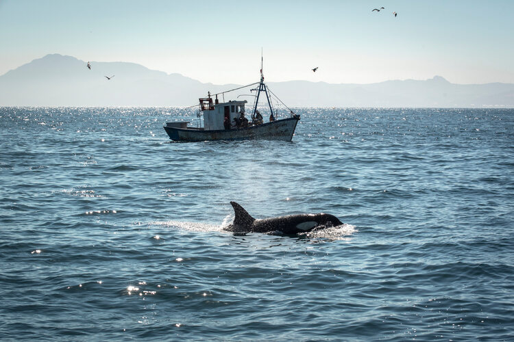 Killer whale in the Strait of Gibraltar with a Moroccan fishing boat in the background