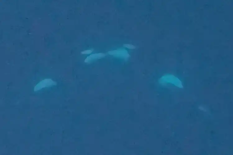 Kissing killer whales caught on movie! Kissing killer whales caught on movie!