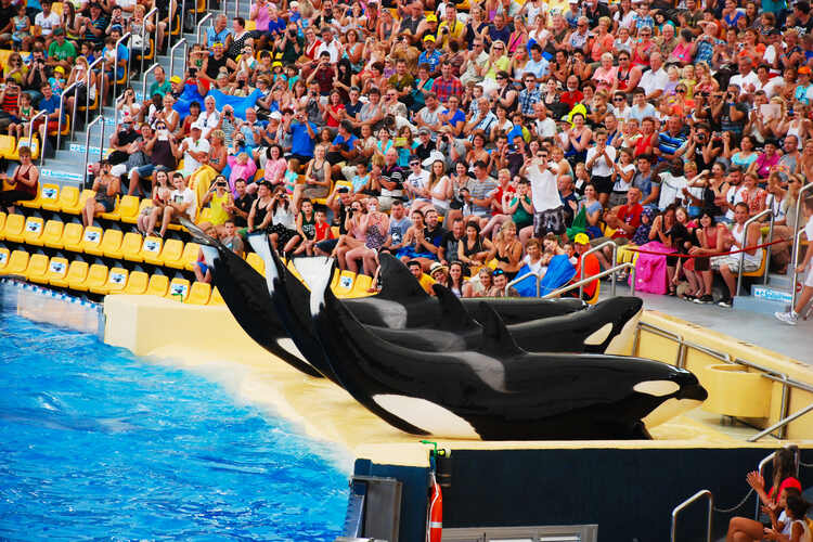 A killer orca whale show in the largest zoo in the Canary Islands, Loro Park.