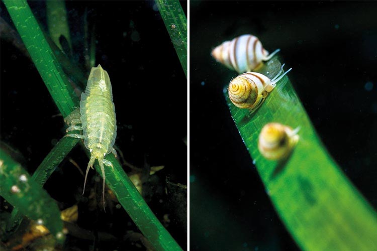 orkney seagrass isopod and dog whelks