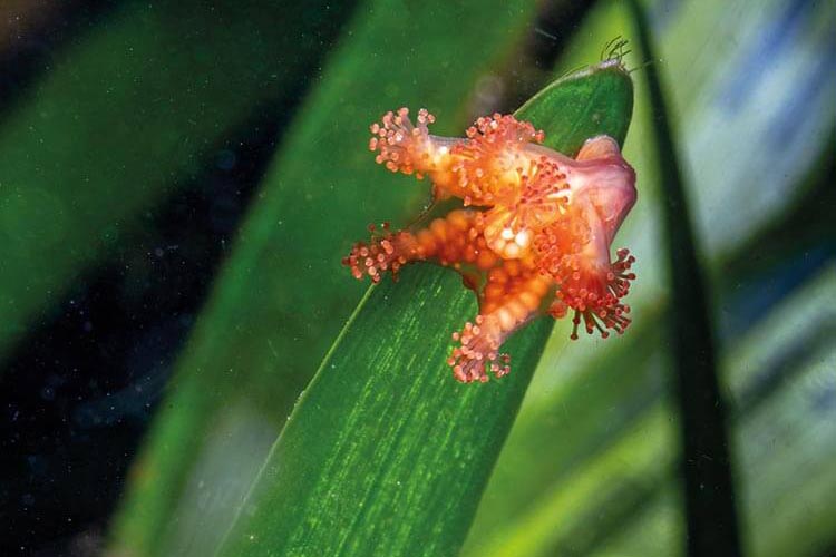 a juvenile stalked jellyfish in the orkney seagrasss