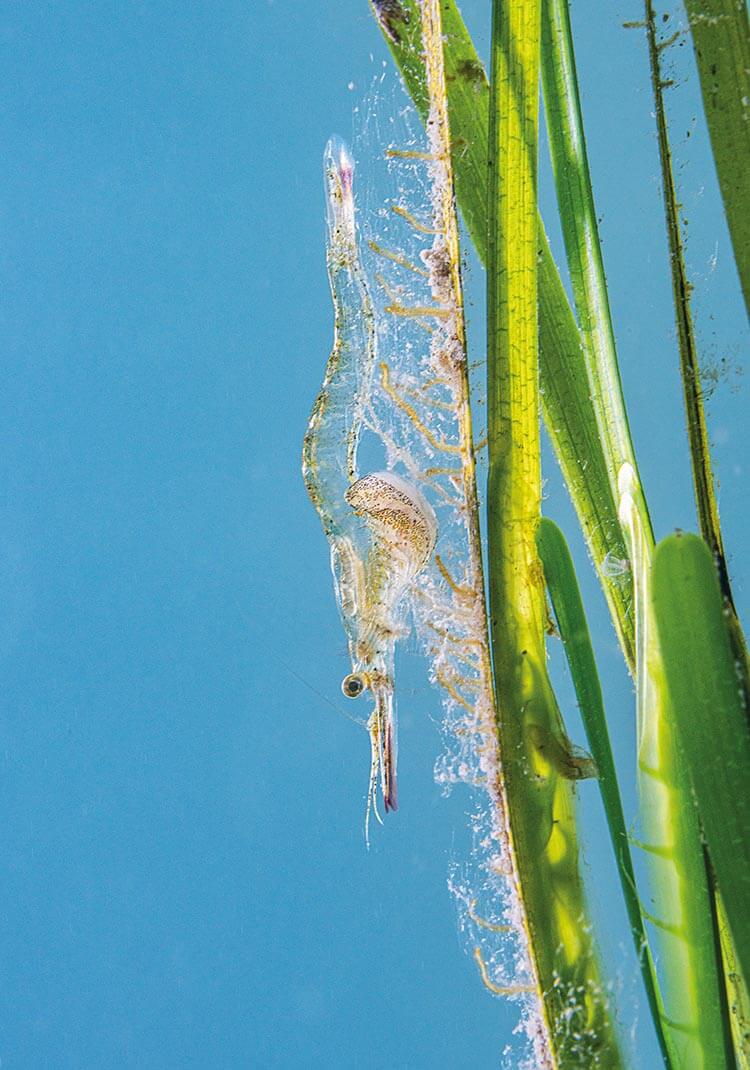 A shrimp resting on orkney seagrass seedpods