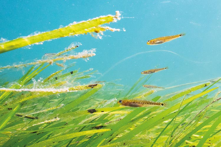 Small fish such as these
two-spotted gobies hide from
predators in the eelgrass