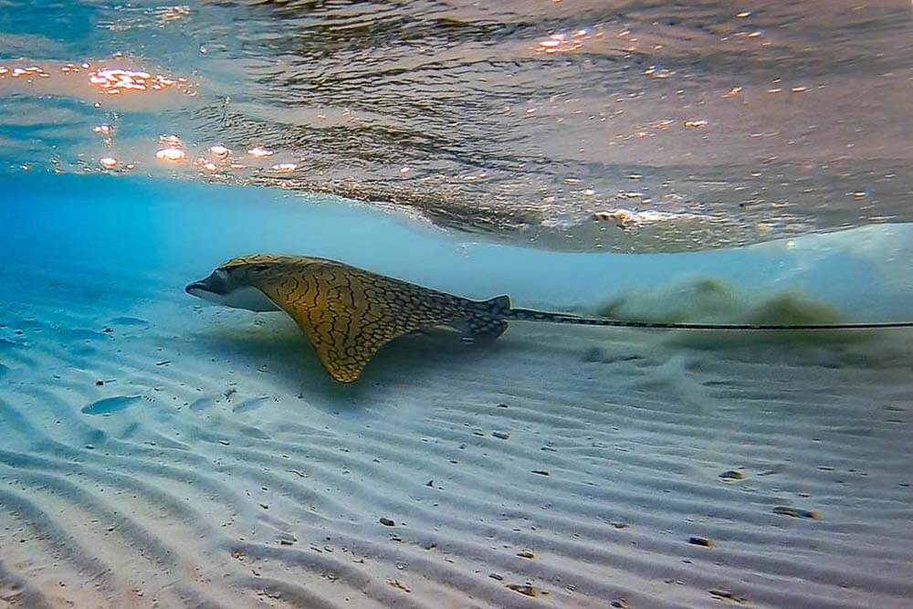 ornate eagle rays are the largest and rarest species of eagle ray