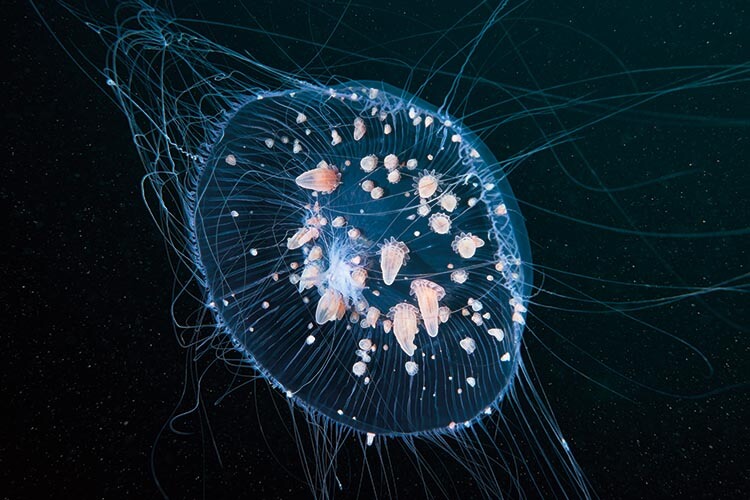 Parasitic actinia Peachia sp. on Aequrea jellyfish plankton