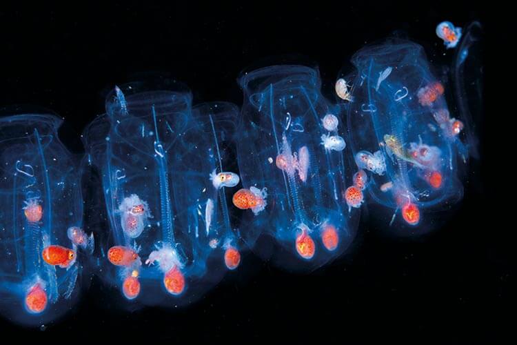 spiral salp plankton