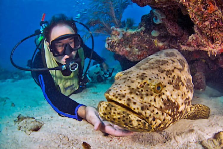 paul humann diving with a nassau grouper