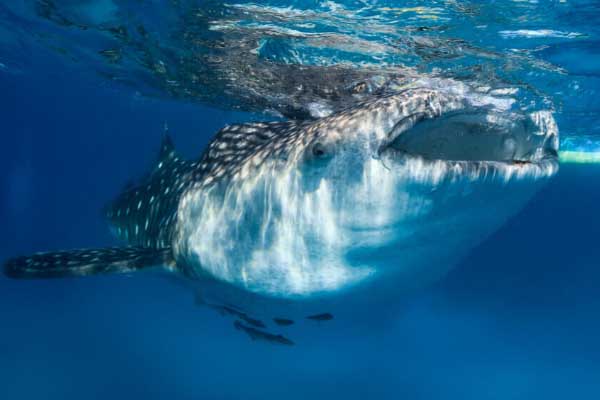 The best diving in the Philippines