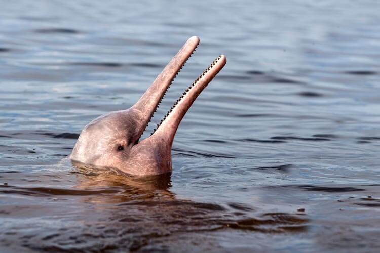 image of a pink river dolphin - called 'boto' locally - in Amazon river.
