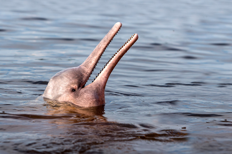 Mass death of pink Amazon River dolphins