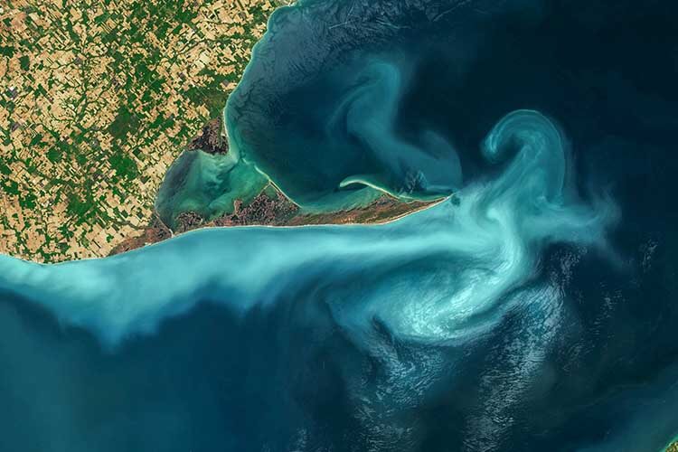 plankton bloom