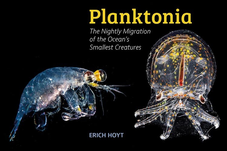 Planktonia, the nightly migration of the Ocean’s smallest creatures