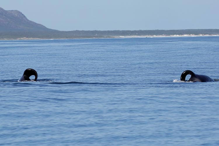 picture of orcas port and starboard at the surface displaying their dorsal fins